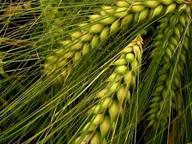 Фотография продукта Семена ячменя ярового Вакула, Ратник